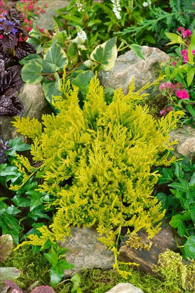 Juniperus horizontalis Golden Carpet