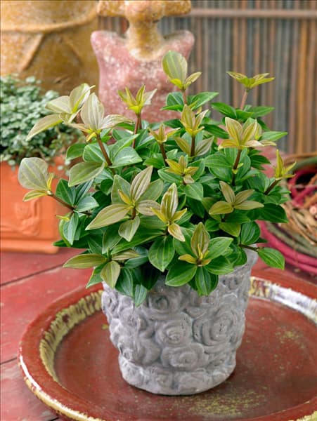 Peperomia puteolata in pot