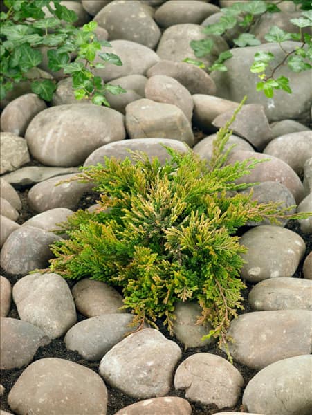 Juniperus horizontalis Golden Carpet
