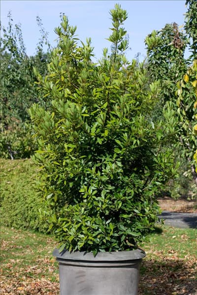 Laurus nobilis