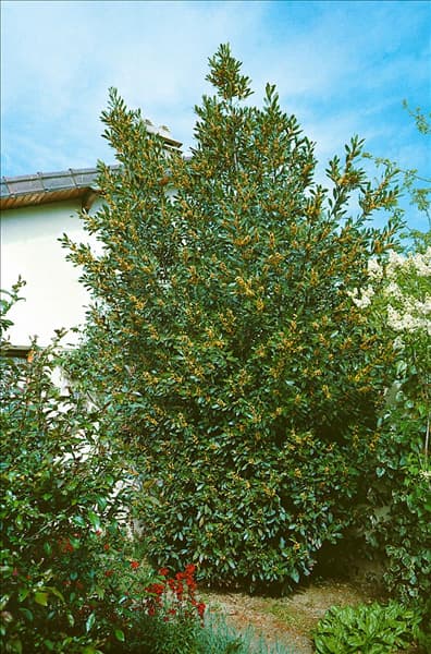 Laurus nobilis