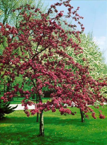 MALUS X MOERLANDSII