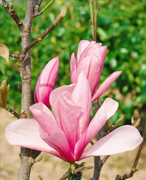 Magnolia Galaxy