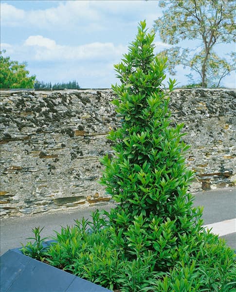 Laurus nobilis