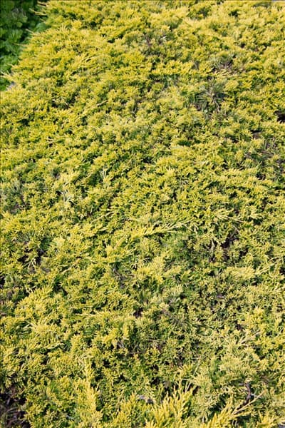 Juniperus horizontalis Golden Carpet