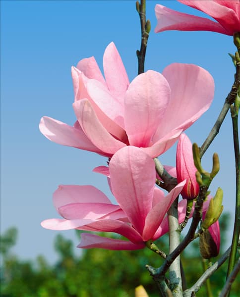 MAGNOLIA GALAXY