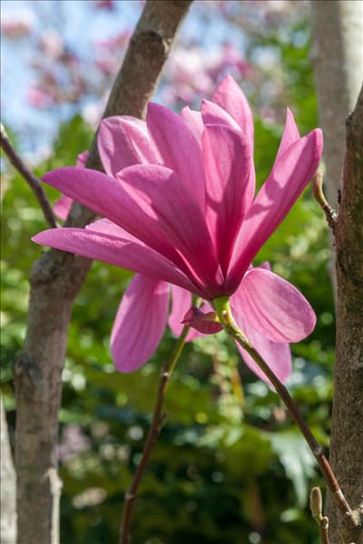Magnolia Galaxy