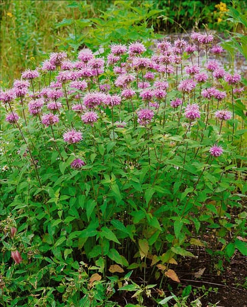MONARDA FISTULOSA