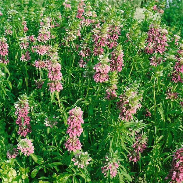 MONARDA FISTULOSA