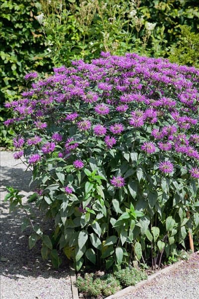 Monarda Fistulosa-Hybride Blaustrumpf