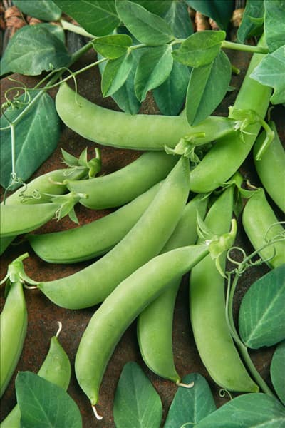 Pisum sativum subsp. sativum Macrocarpon-Grp Zuccola