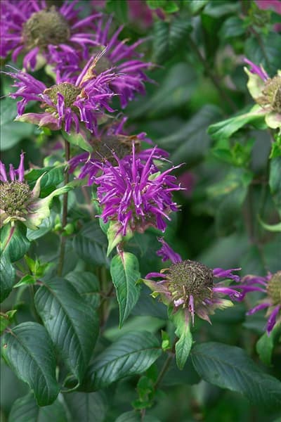 Monarda Fistulosa-Hybride Blaustrumpf
