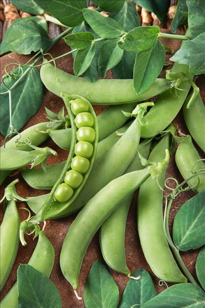 Pisum sativum subsp. sativum Macrocarpon-Grp Zuccola