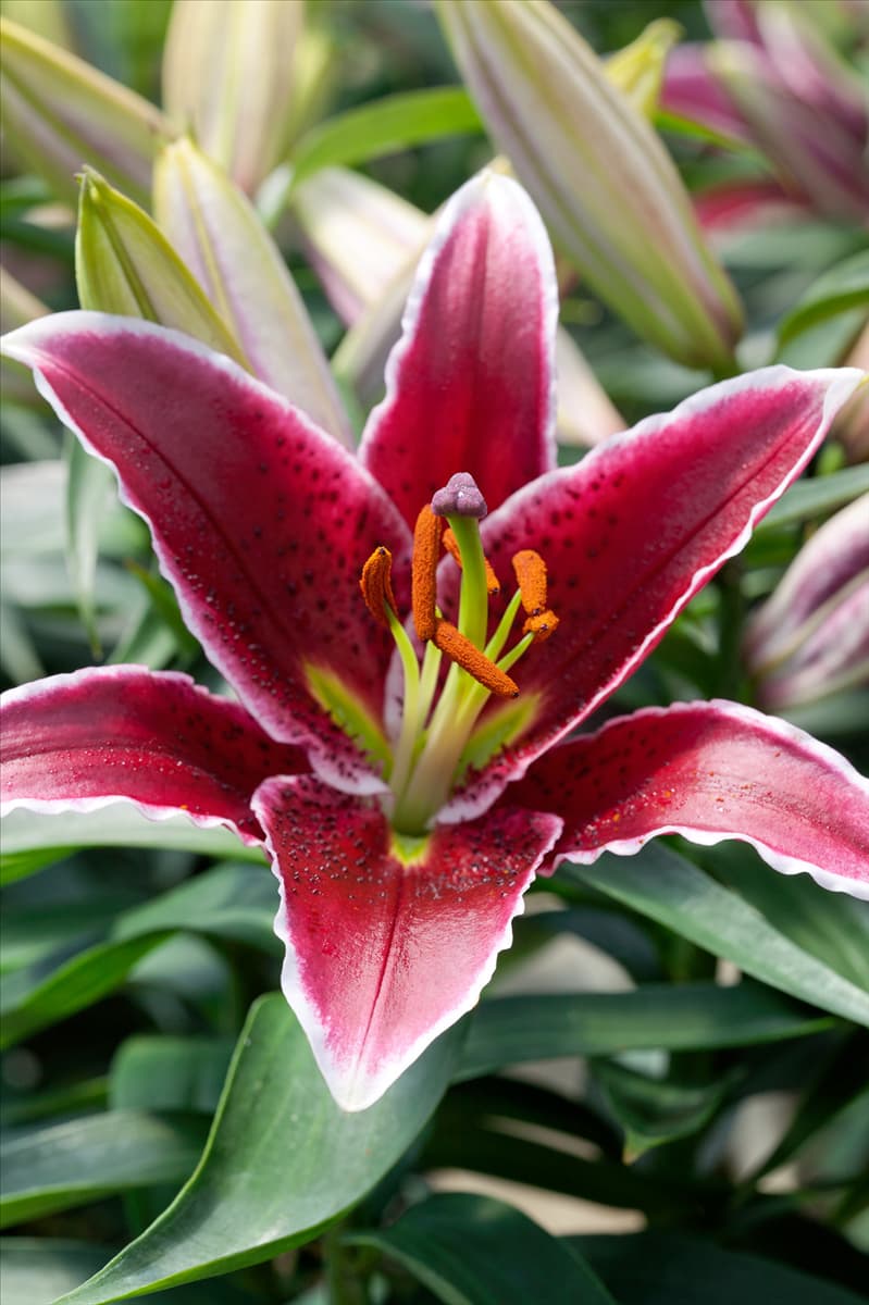 Lilium Oriental Starfighter