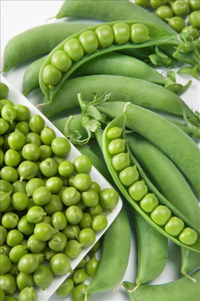 Pisum sativum subsp. sativum Macrocarpon-Grp Zuccola