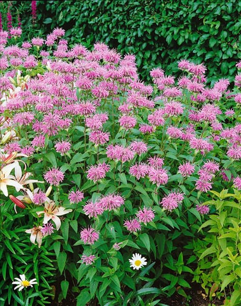 Monarda fistulosa var. menthifolia