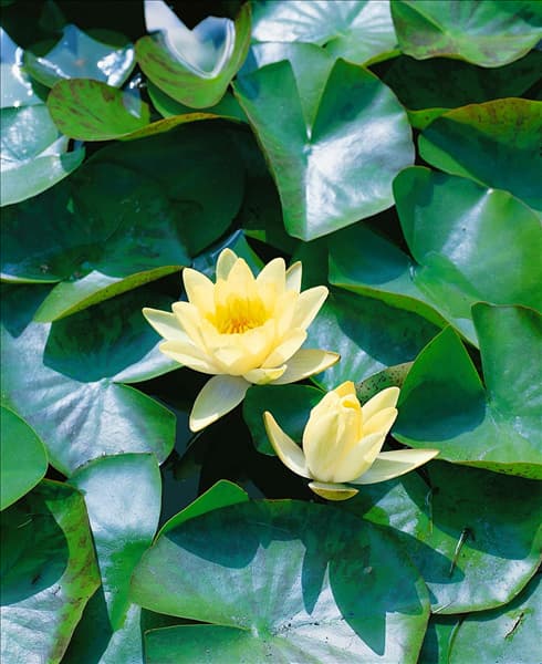 Nymphaea Marliacea Chromatella