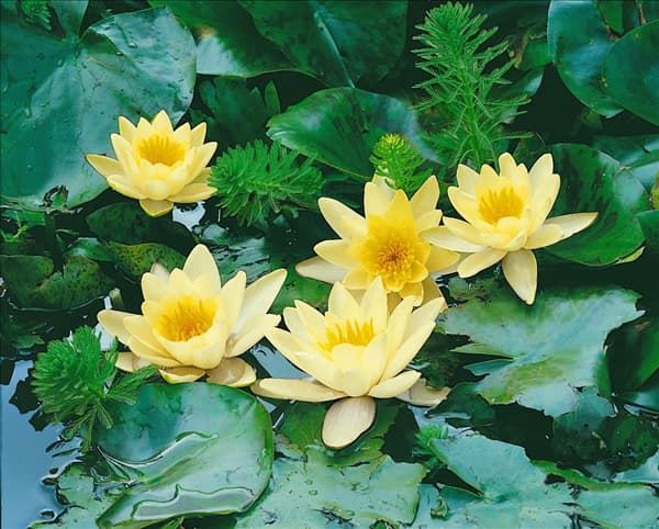 Nymphaea Marliacea Chromatella