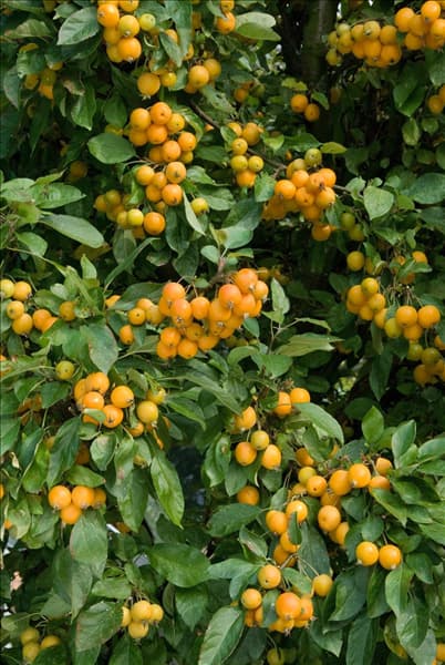 Malus floribunda Golden Hornet