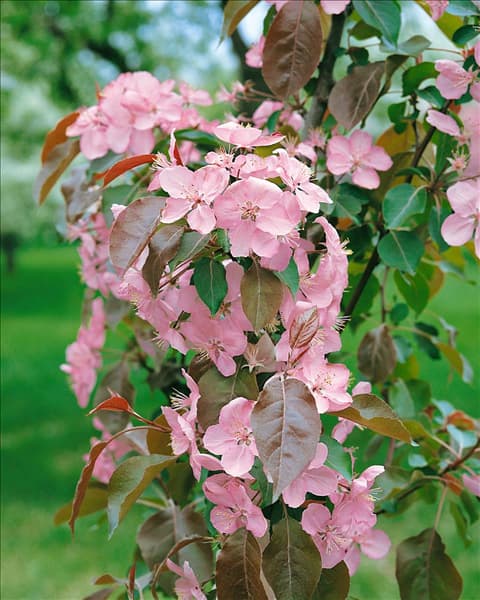 Malus Golden Hornet
