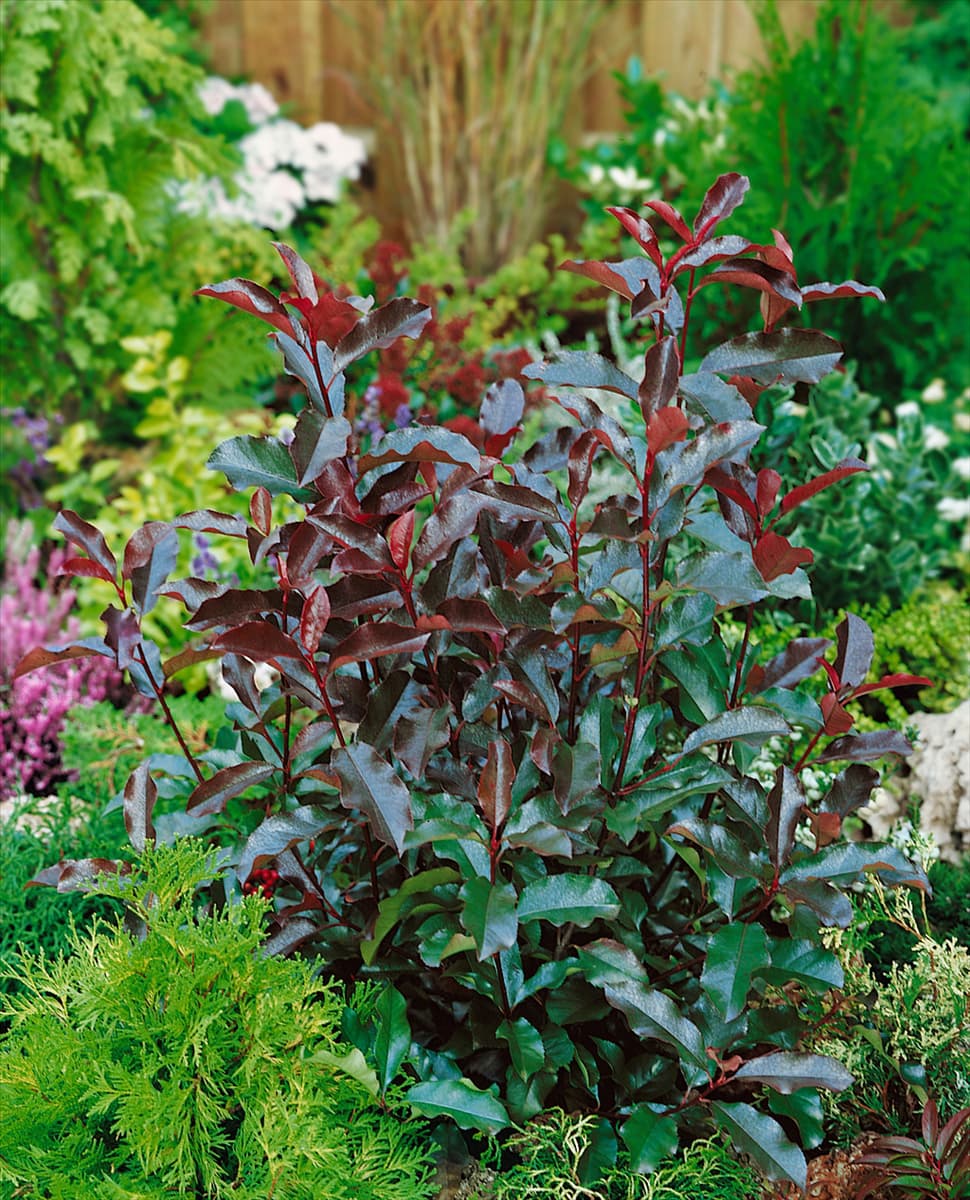Photinia x fraseri Camilvy