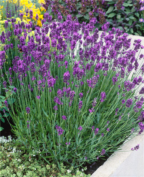 Lavandula angustifolia Munstead