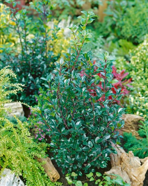 Ilex meserveae Heckenstar