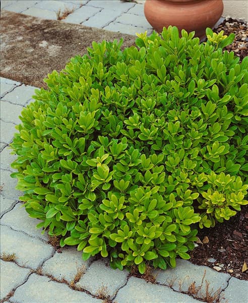 Pittosporum tobira Nanum
