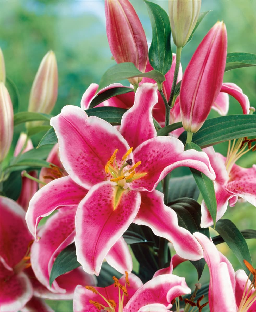 Lilium Starlight Express