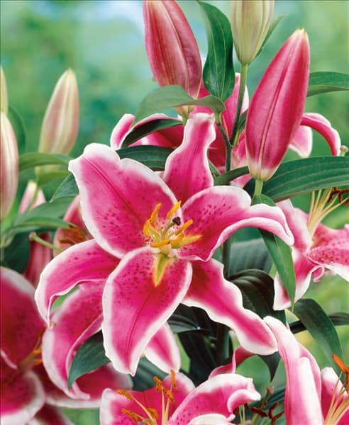 Lilium Starlight Express