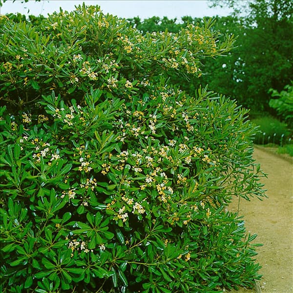Pittosporum tobira