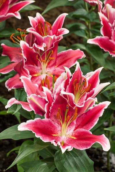 Lilium Starlight Express