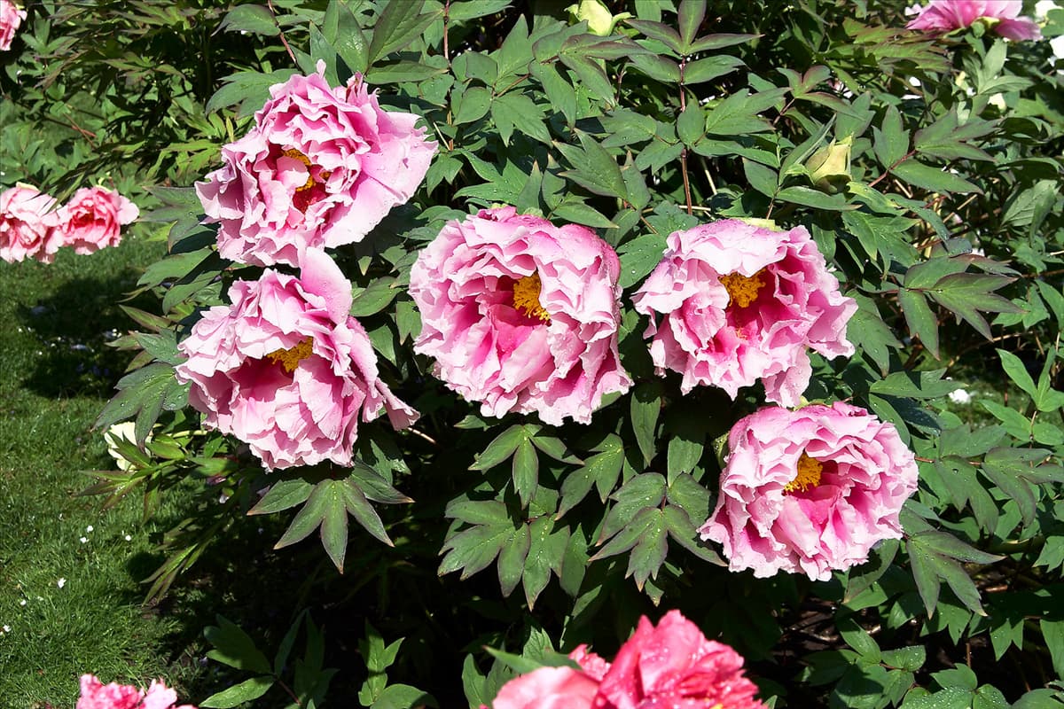Paeonia x suffruticosa