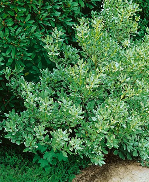 Pittosporum tobira Variegatum