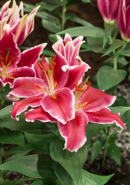 Lilium Starlight Express