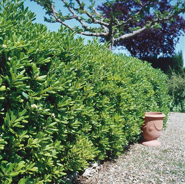 Pittosporum tobira