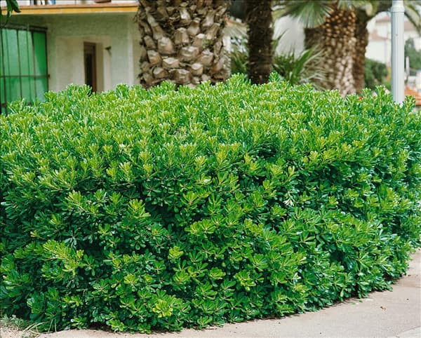 Pittosporum tobira