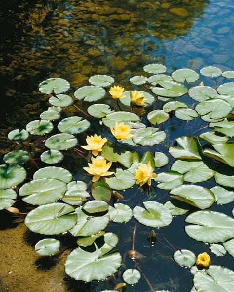 NYMPHAEA ODORATA SULPHUREA