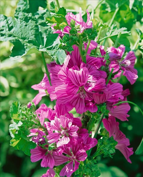 Malva sylvestris