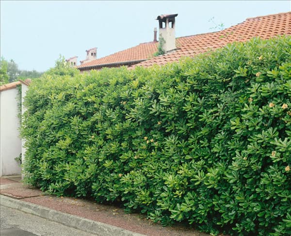 Pittosporum tobira