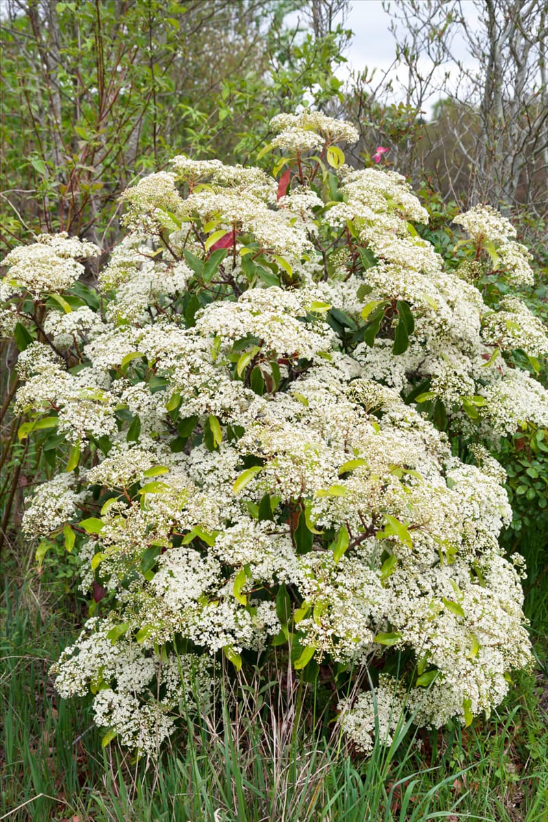 Photinia serratifolia
