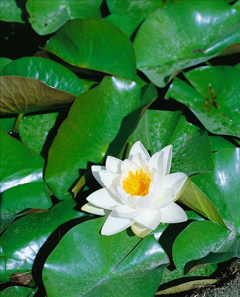 Nymphaea odorata