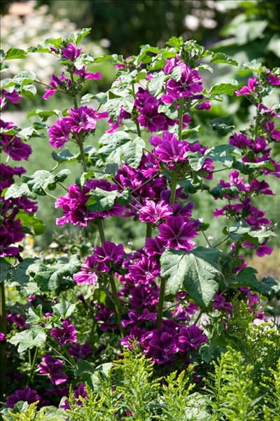 Malva sylvestris