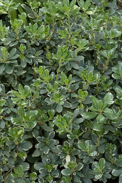 Pittosporum tobira Variegatum
