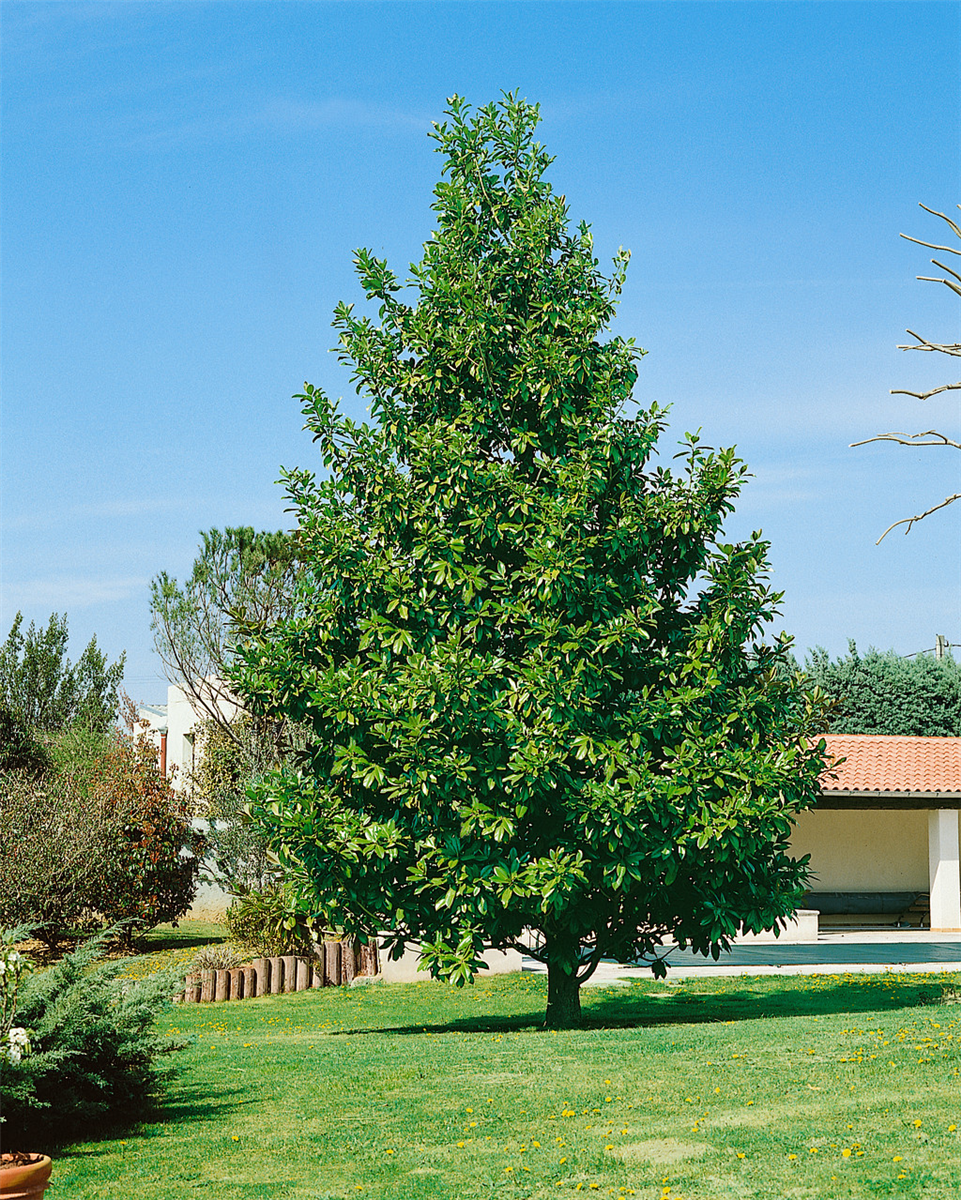 MAGNOLIA GRANDIFLORA GOLIATH