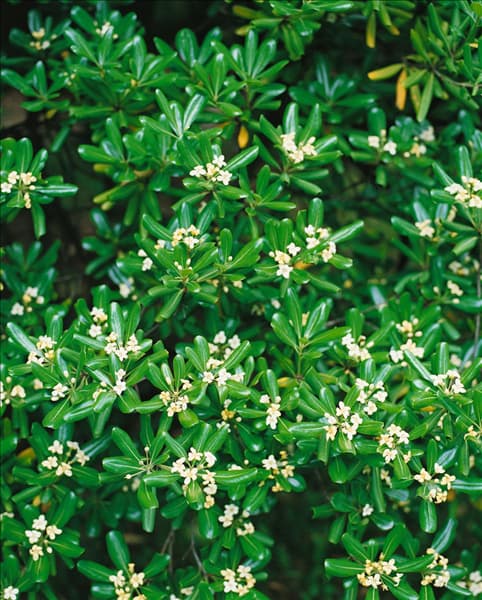 Pittosporum tobira