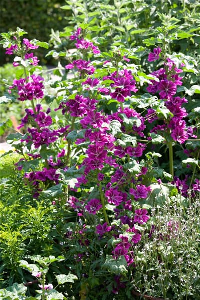 Malva sylvestris