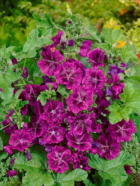 Malva sylvestris Purple Satin