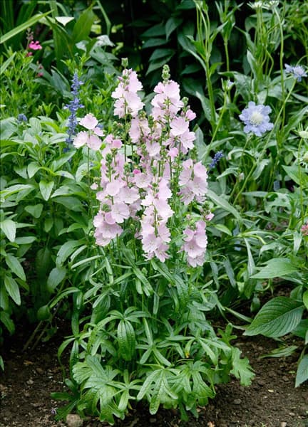 Malva sylvestris, rosa