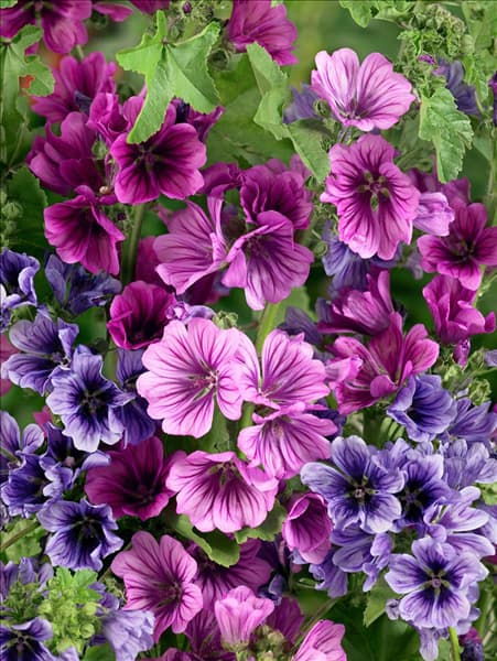 Malva sylvestris Mischung